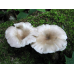 Мицелий Вешенки рожковидной / Вешенка обильная (Pleurotus cornucopiae)